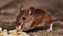 24 Hour & Emergency Exterminators in Fairmont, NC
